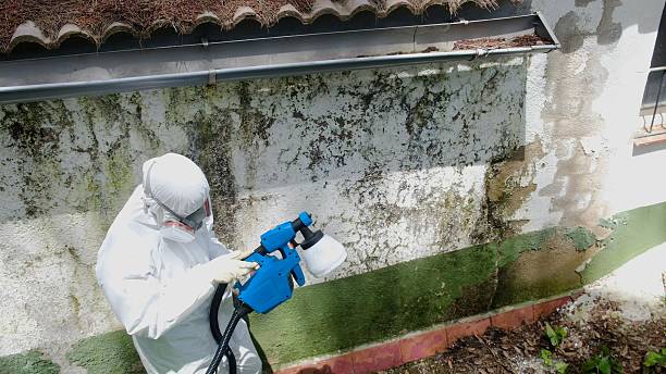 Top rated local Black Mold Remediation specialists in Royersford, PA